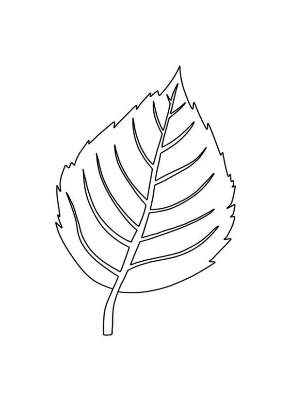 Buchenblatt Malvorlage