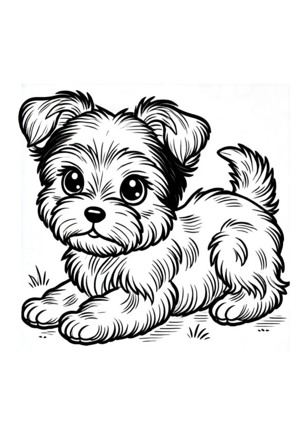 Yorkshire Terrier